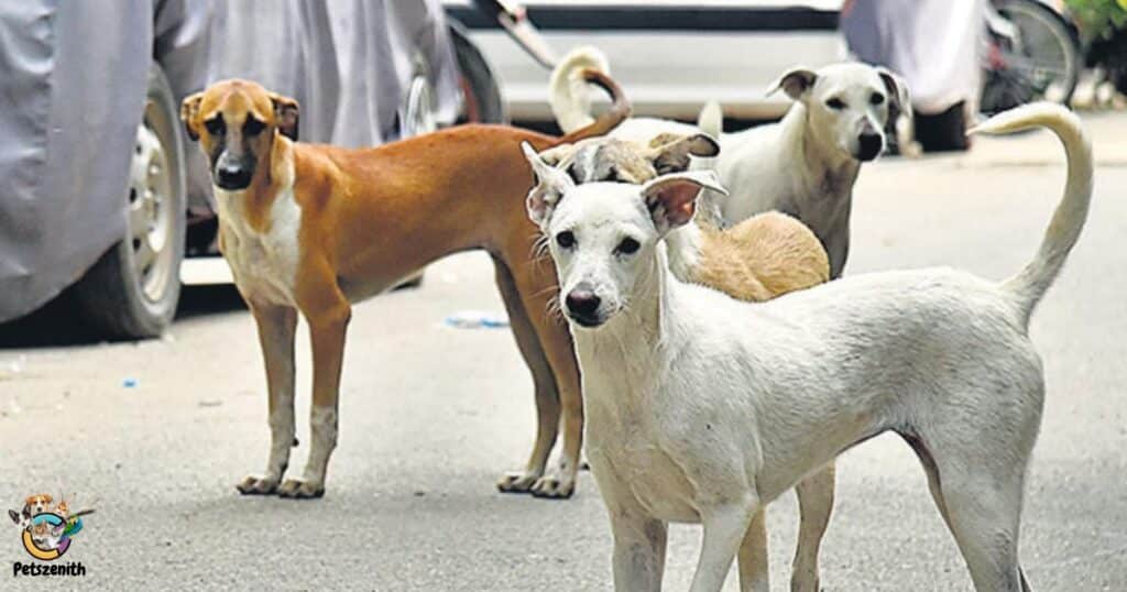 Impact on Stray Dog Population