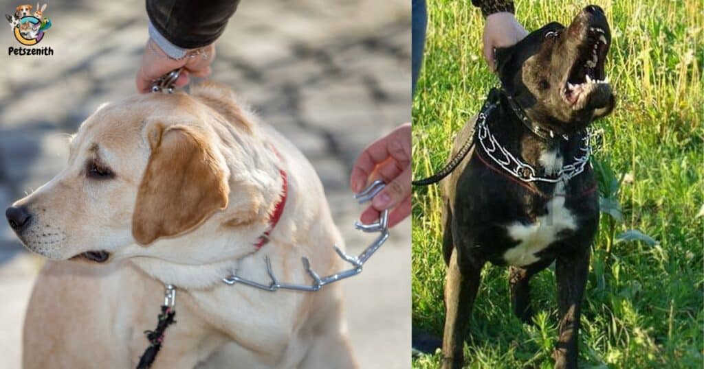 Insight into the behavior of dogs during walks and how prong collars can affect their behavior.