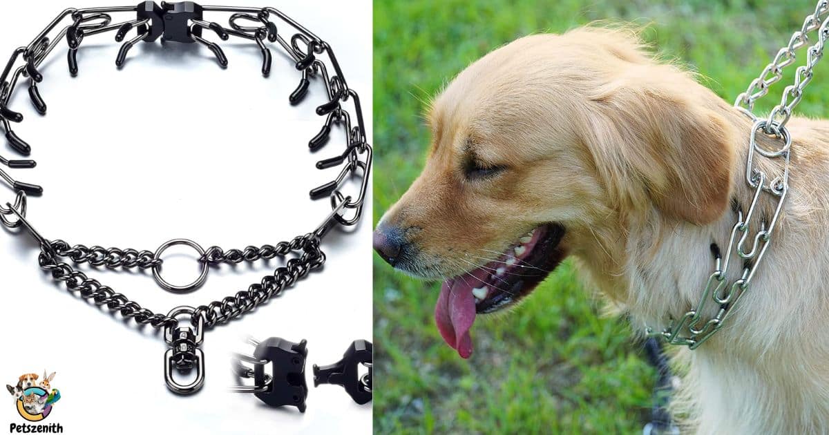 Prong Collars – a kinder way to walk your dog