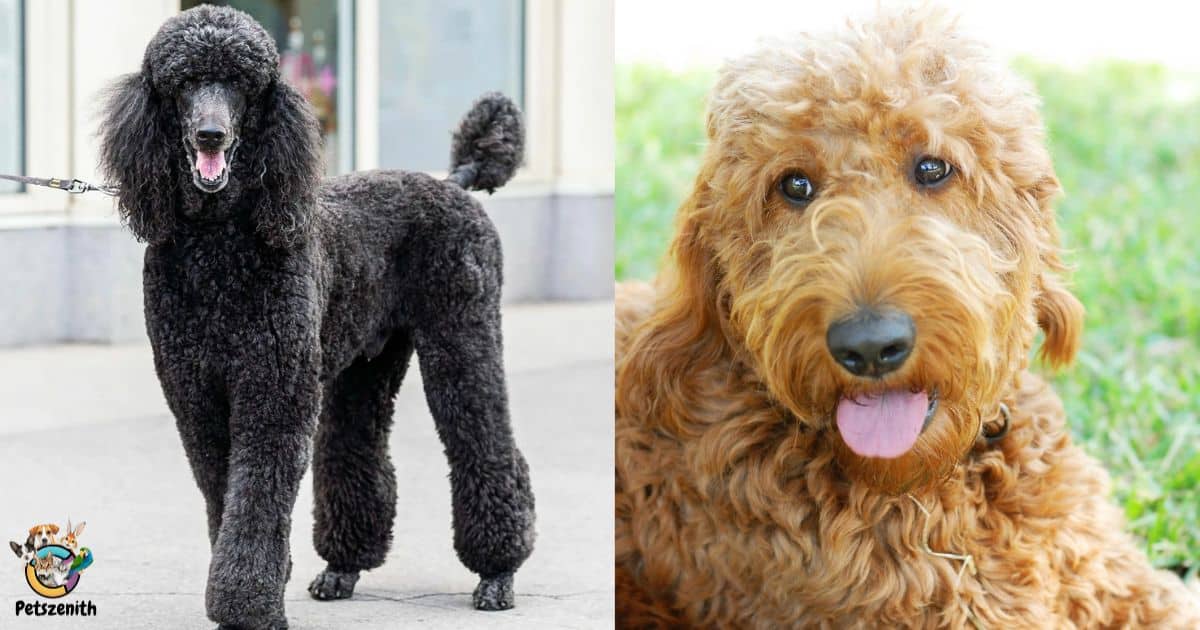 Rescue Poodles And Doodles In Shelters