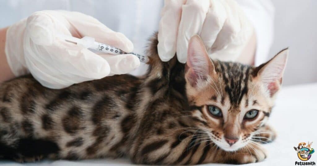 What vaccines do cats need to be boarded?