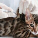What vaccines do cats need to be boarded?