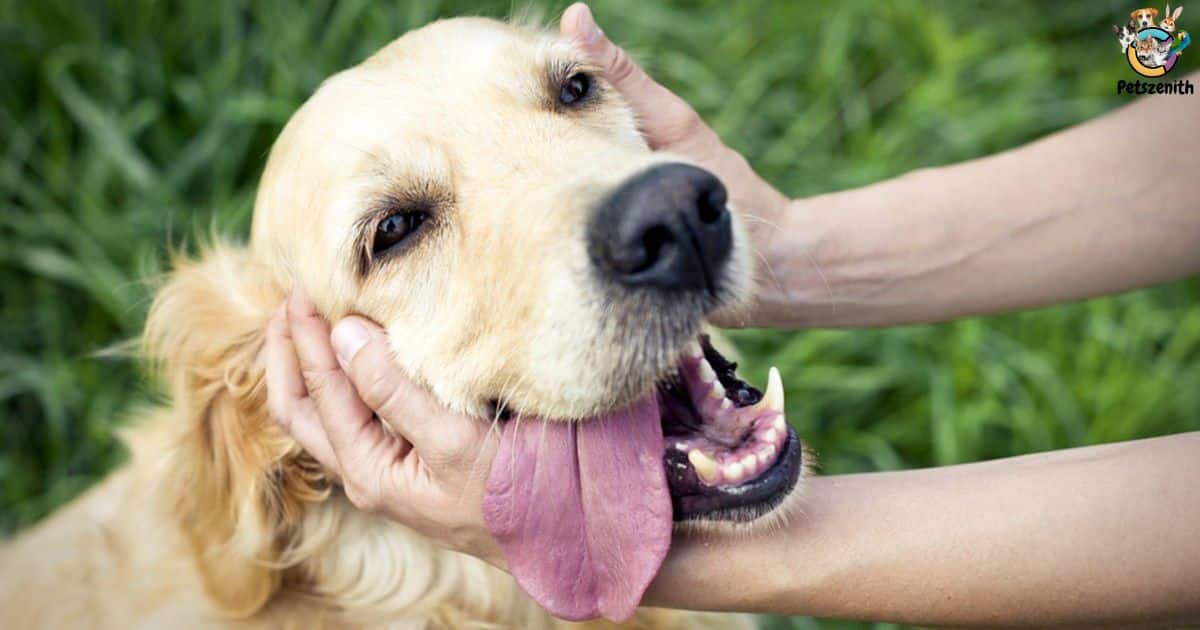 Why Do Dog Show Handlers Put Treats In Their Mouth