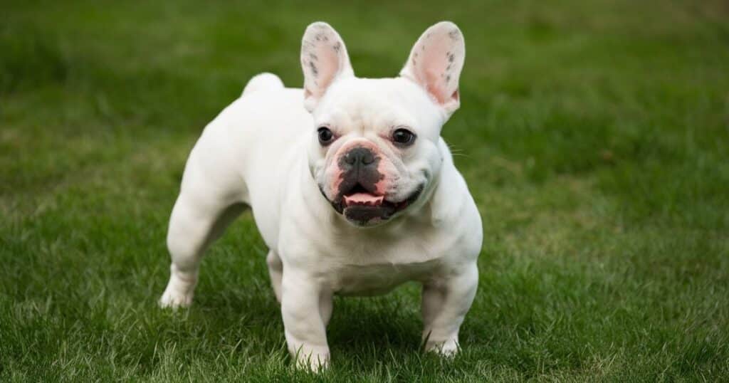 The Truth About French Bulldog Tails