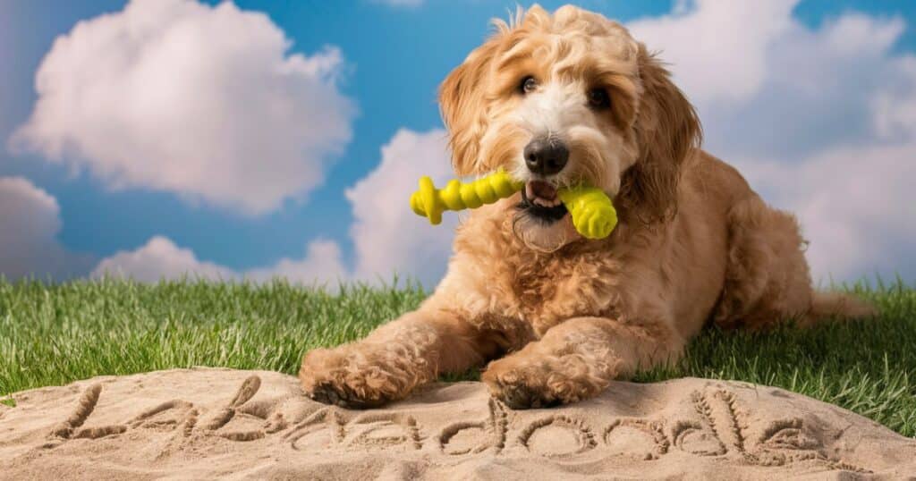 1. Labradoodle (Labrador Retriever x Poodle Mix)
