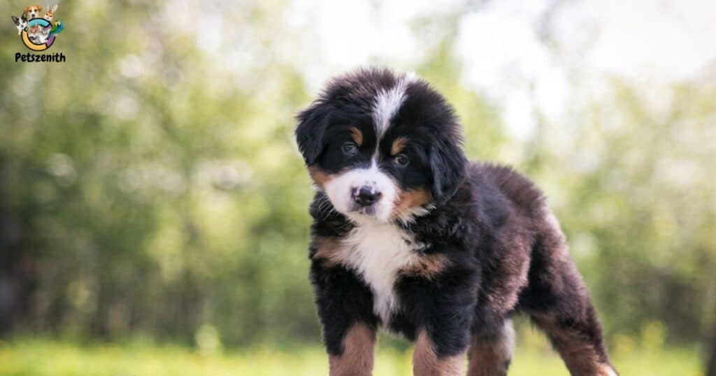 Exercise and Mental Stimulation: Key to a Happy Bernese