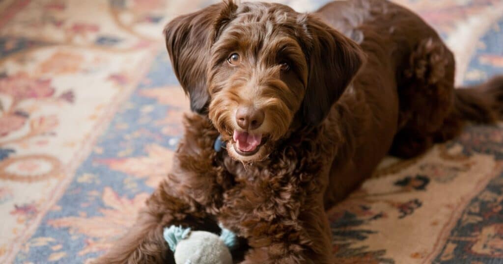 Chocolate Goldendoodle Appearance