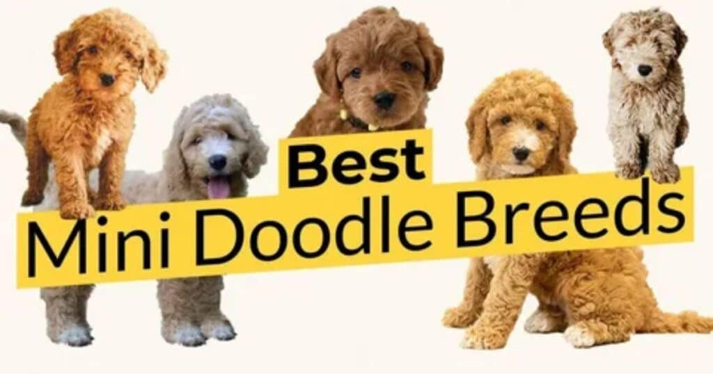 Choosing the Right Mini Goldendoodle Breeder in Michigan