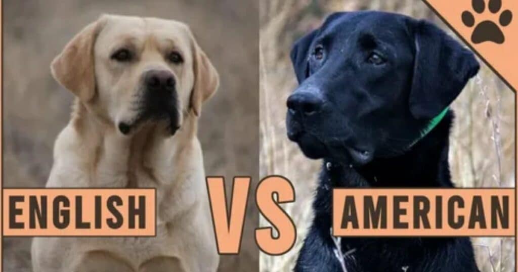 English Labrador vs American Labrador?