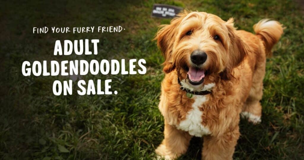 Find Your Furry Friend: Adult Goldendoodles on Sale