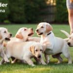 Labrador Retriever Puppies for Sale in North Carolina: Top Breeders to Consider