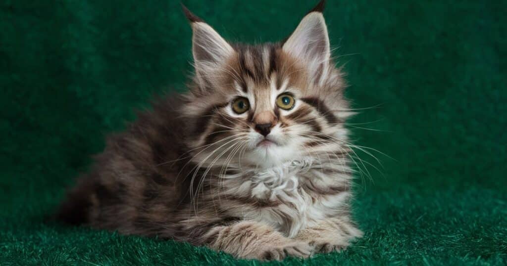 Maine Coon Kittens for Sale in Maine: Breeders List 2024