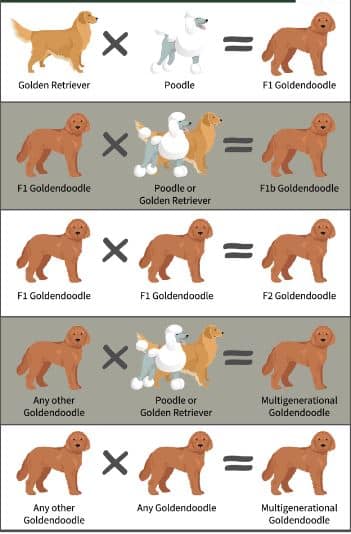 Multigen Goldendoodle Chart: Exploring the Generations