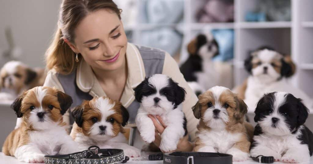 Shih Tzu Breeders