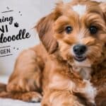 The Charming Mini Goldendoodle 2nd Gen: A Compact Companion