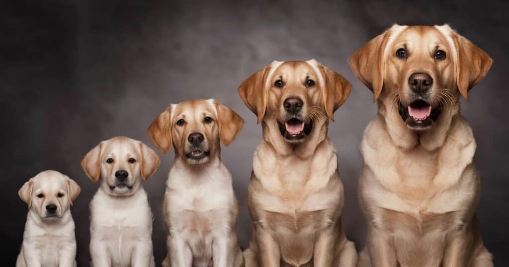 The Long-Haired Labrador Coat: From Puppy to Adult