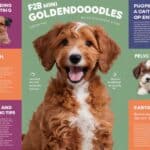 The Ultimate Guide to F2B Mini Goldendoodles