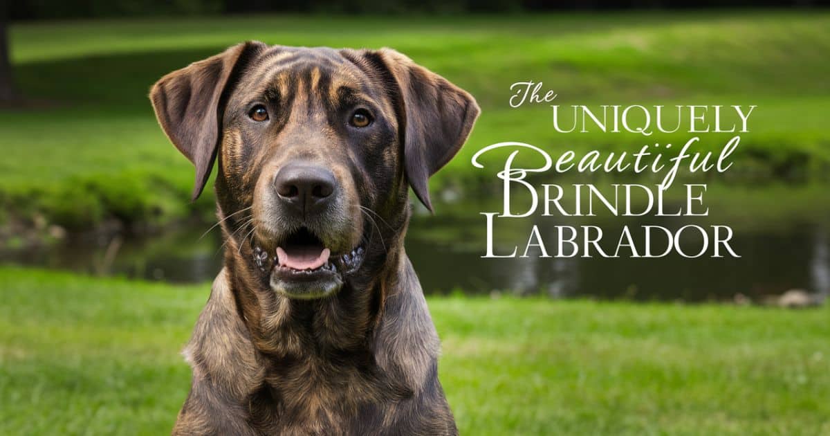 The Uniquely Beautiful Brindle Labrador Retriever: A Rare Coat Color Explained