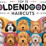 Top 13 Goldendoodle Haircuts: Creative Ideas to Style Your Furry Friend