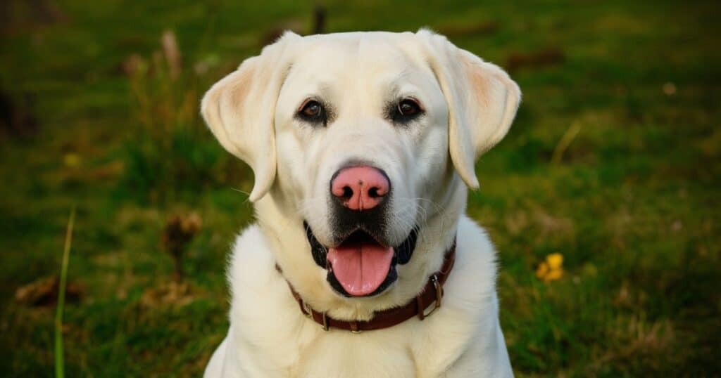 What Is a "Dudley" Labrador? (What's Up with the Pink Nose?)