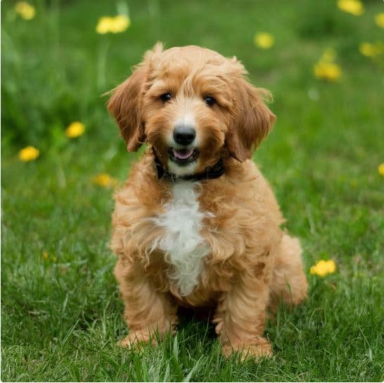 What is a Mini Goldendoodle?