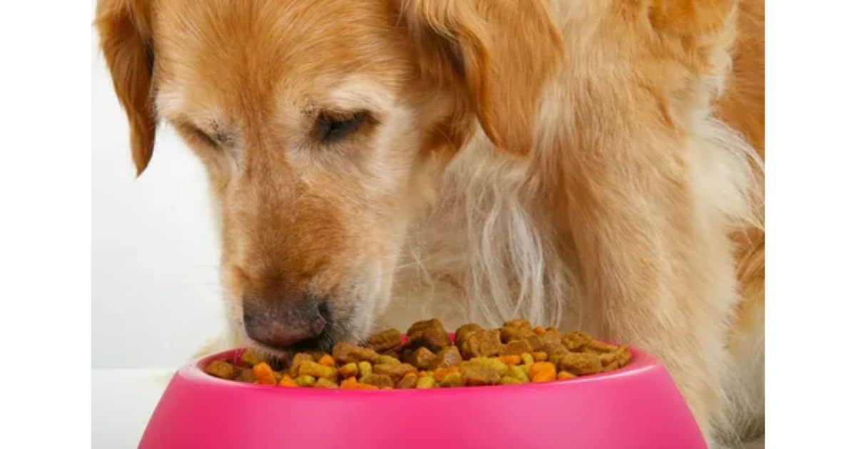 Best High-Value Cooked and Store-Bought Dog Treats To Use During Training