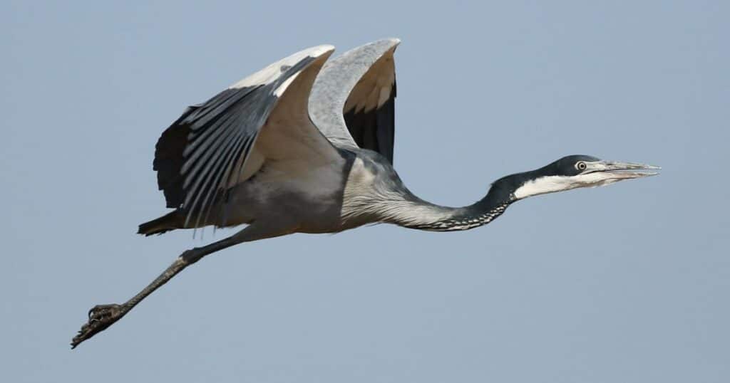 Black-headed Heron, Ardea melanocephala