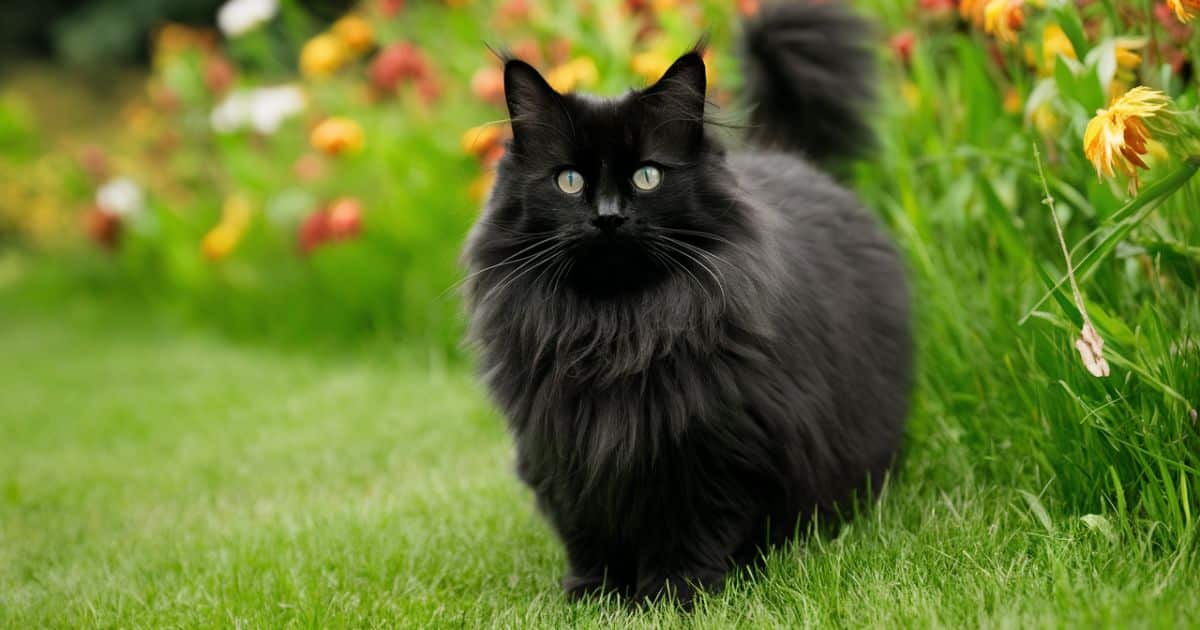 Black Maine Coon Cat Breed Info: Pictures, Traits & Facts