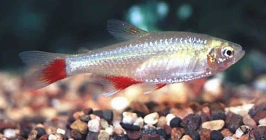 Bloodfin Tetras