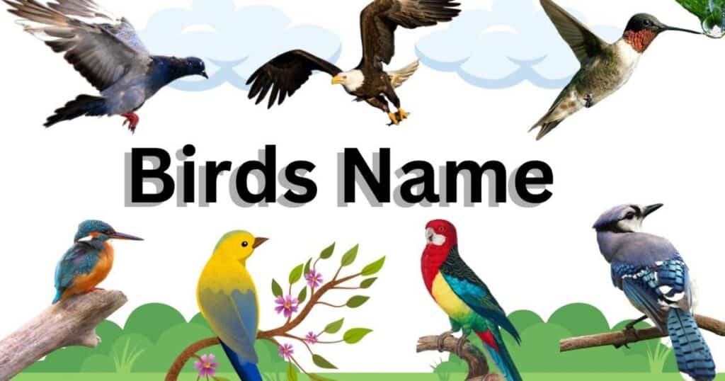 Boy Bird Names: Feathered Gentlemen