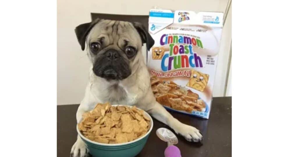 Can Dogs Eat Cinnamon Toast Crunch Safely?