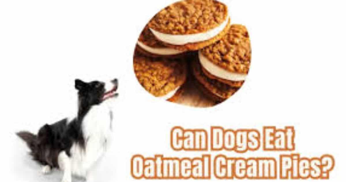 Can Dogs Have Oatmeal Cream Pies?