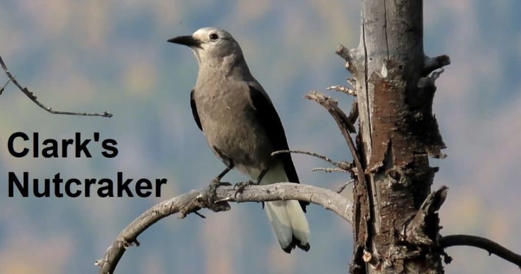 Clark's Nutcracker