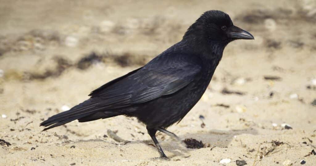 Corvidae: The Brainy Birds