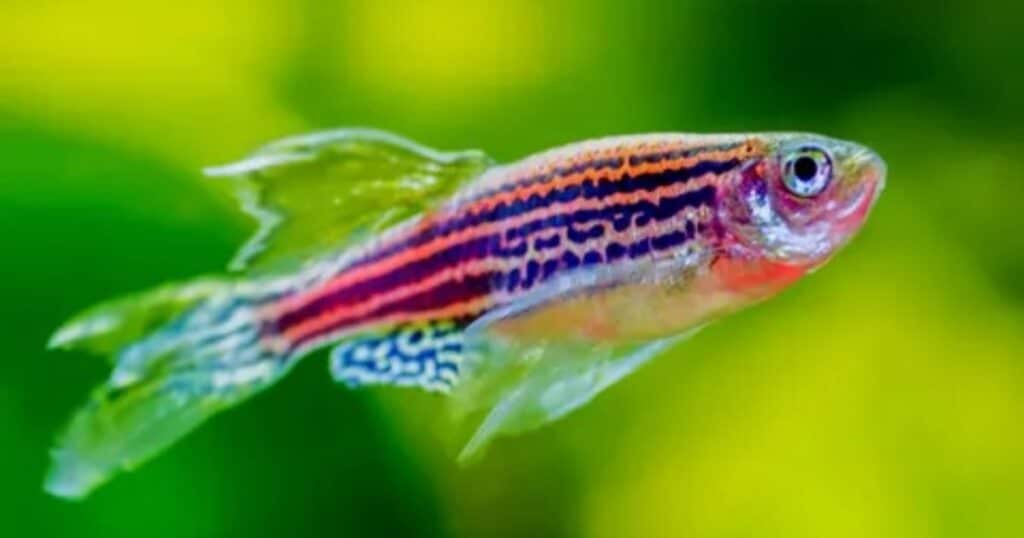 Danios