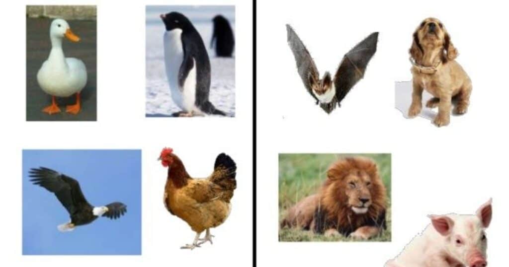 Differences Between Birds and Mammals