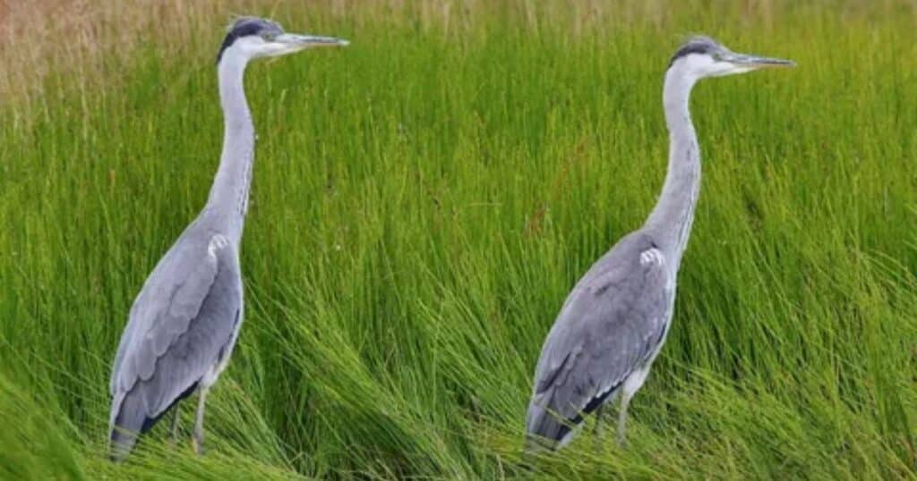 Grey Heron, Ardea cinerea