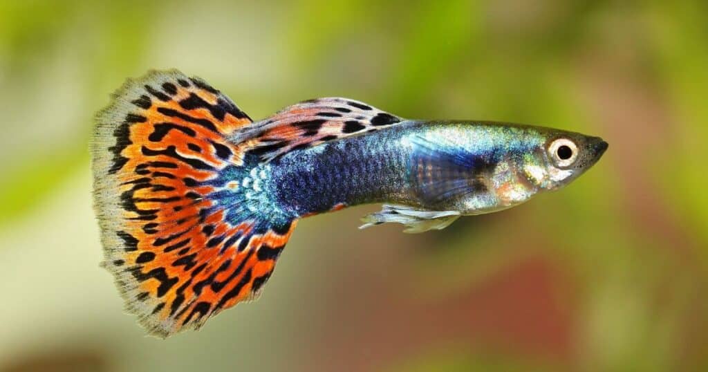 Guppies