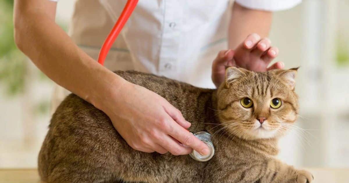 How Can I Help My Gagging Cat at Home?