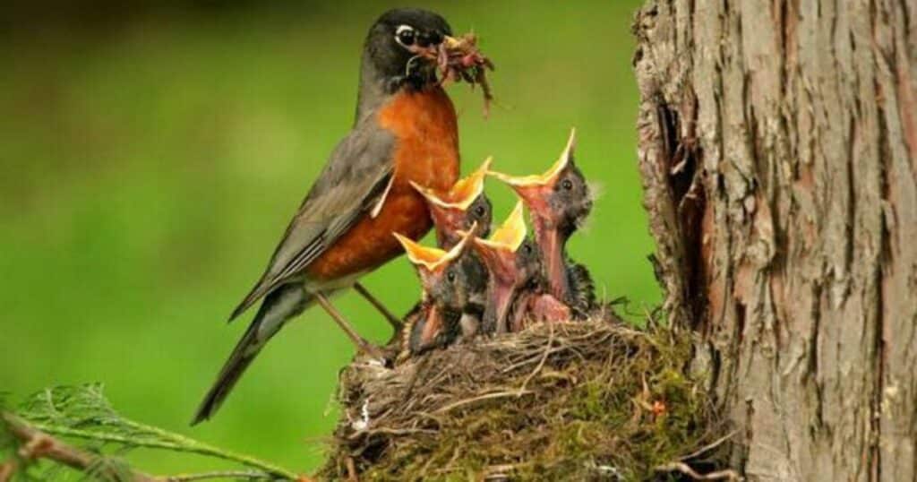 How Mom and Dad Birds Help