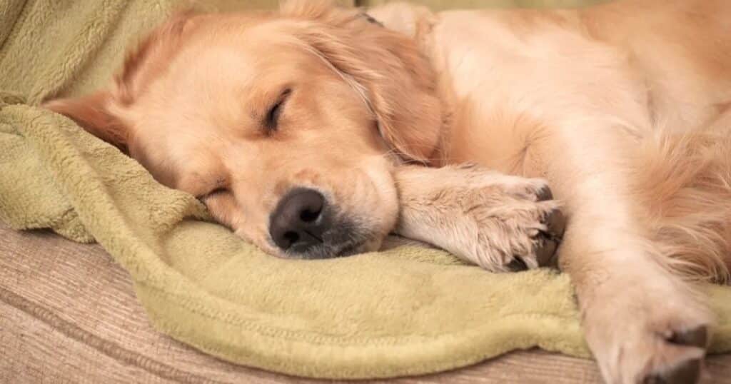 How Much Sleep Do Dogs Really Need?