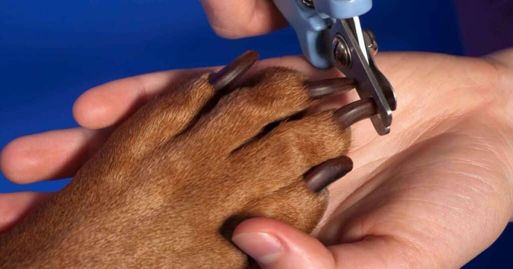 How to Cut Dog Nails: Step-by-Step Instructions