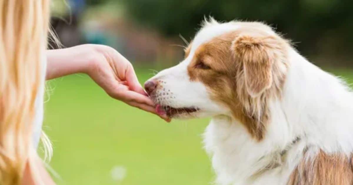 How to Safely Treat Your Dog