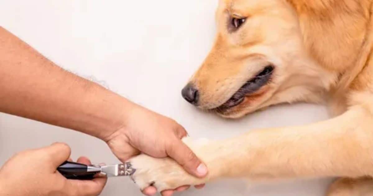 How to Stop Dog Nail Bleeding: Your Step-by-Step Action Plan