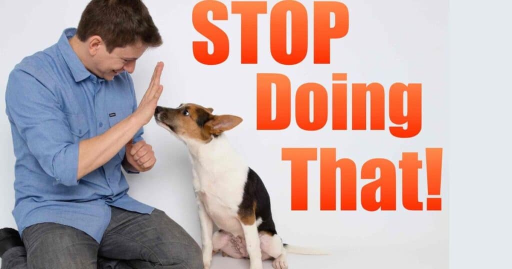 How to Stop Your Dog From Licking Your Psoriasis