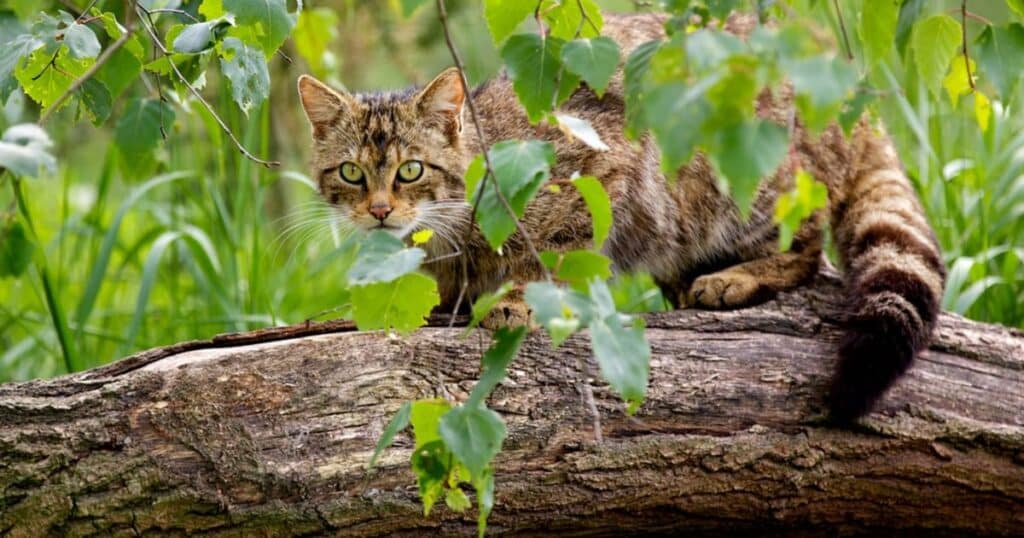 How You Can Help Scottish Wildcats