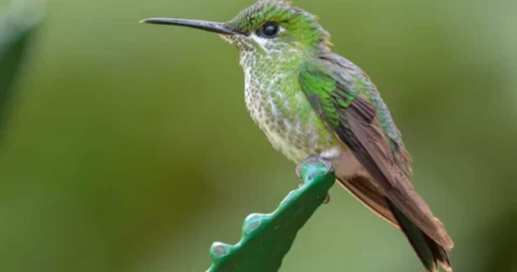 Hummingbirds come to visit you