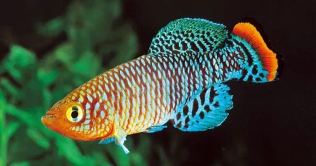 Killifish