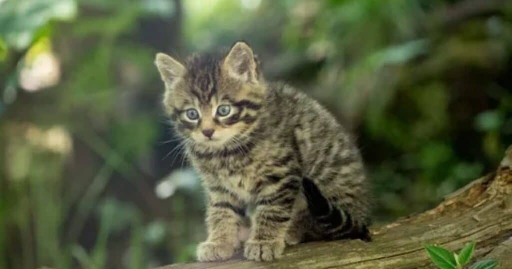 Life of a Scottish Wildcat Kitten