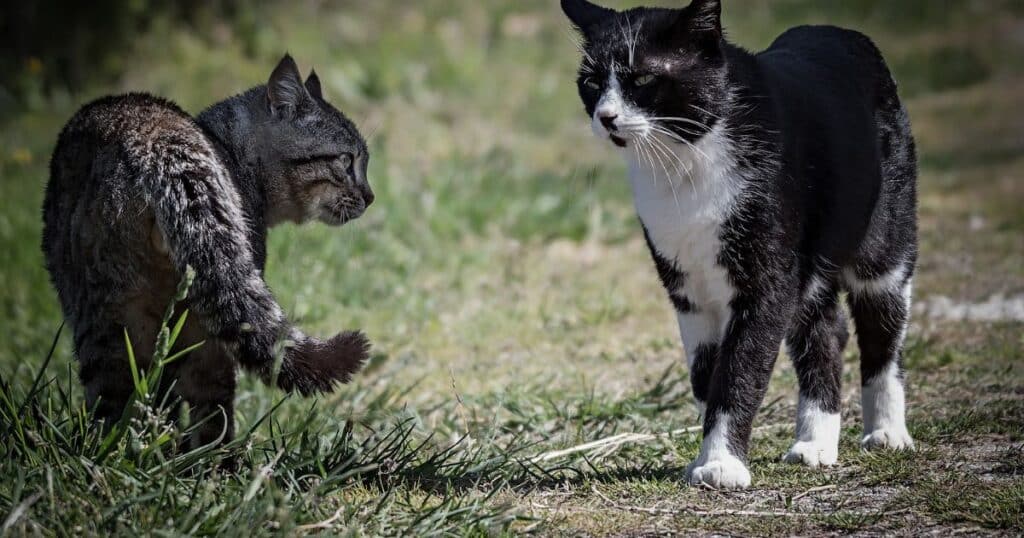 Male Cat Behavior During Mating Season